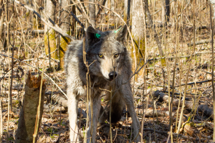 Voyageurs Wolf Project, Studying Wolves During Summer