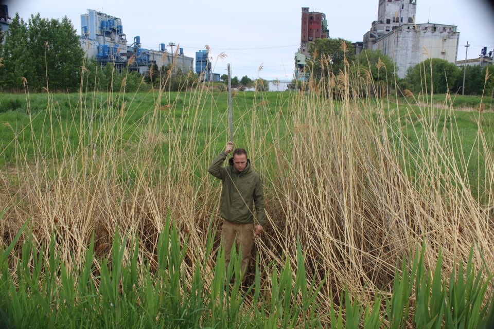 Grass invasive species near elevators