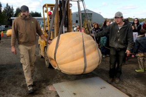 Did you grow a plump pumpkin? Bring it to annual weigh-off