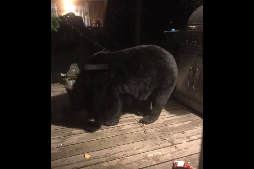 This large bear was hunting for food near a barbeque on the deck of a Dryden home on the weekend (Michelle Silver/Facebook)