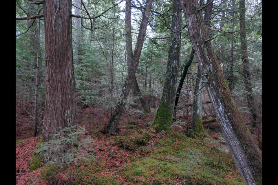 Interior features of the new reserve include a cedar and black spruce swamp which is home to a number of orchids (TBFN photo)                                             