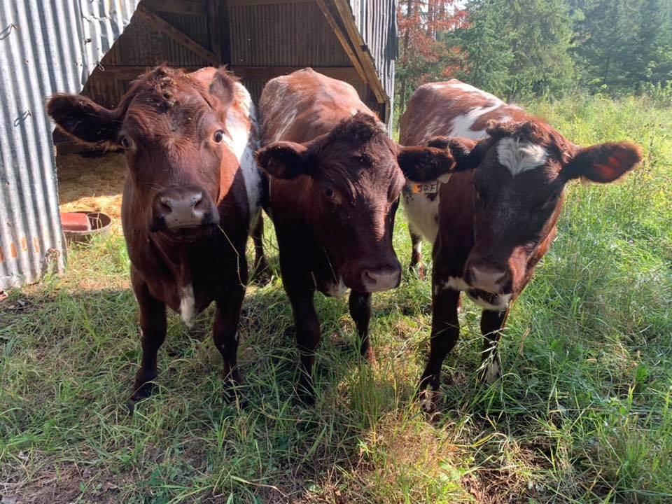 Beef farmers of Thunder Bay