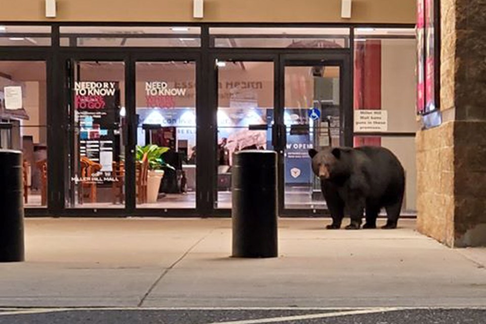 A bear stands in front of an entrance at Miller Hill Mall in Duluth, Minn. on Wednesday, May 6, 2020. (Ryan Carlson/Facebook)