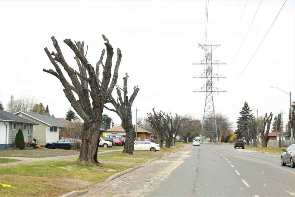 The topping and planned removal of dozens of mature trees along Walsh Street has angered residents. (Ian Kaufman, tbnewswatch.com)