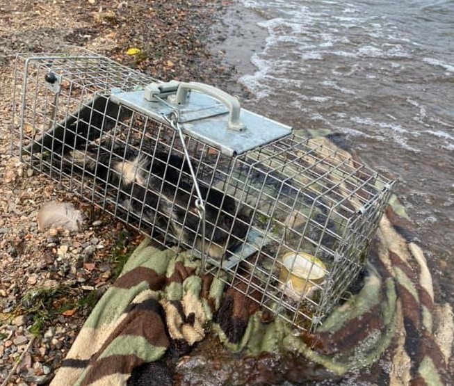 A Thunder Bay family found a dead skunk in a cage submerged in the Kam River on July 18, 2021 (Facebook/Kirsten Prokopetz)