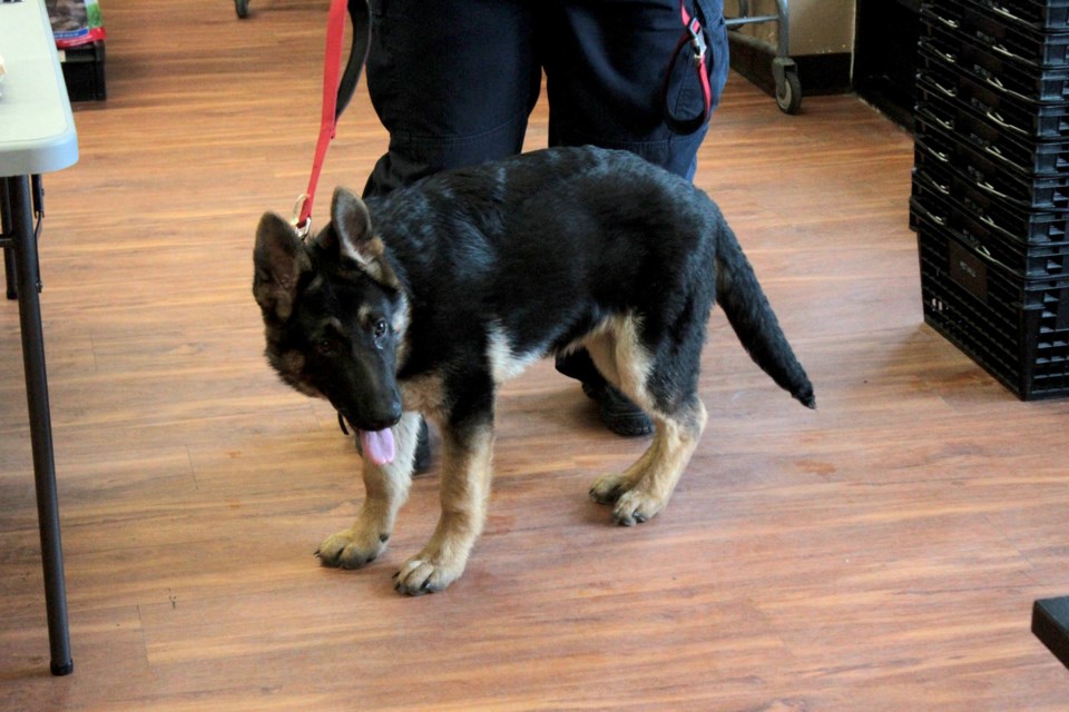 Each Pet Valu had a local rescue that had some animals from their rescue to meet and get to know