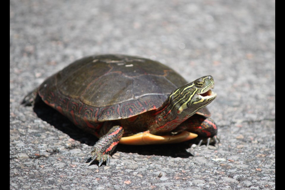 Drivers in Northwestern Ontario are asked to watch out for turtles ...