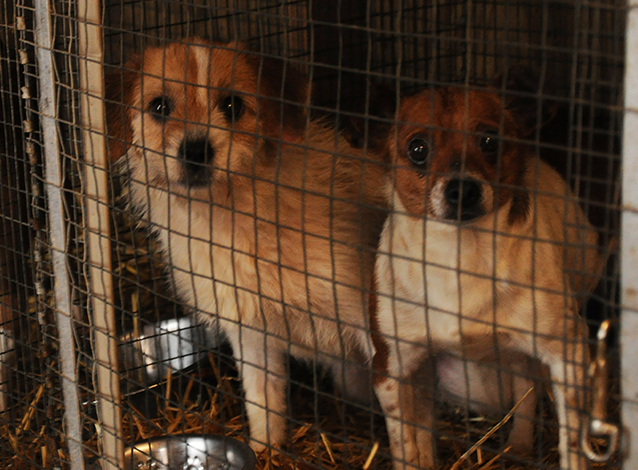 puppy-mill-two