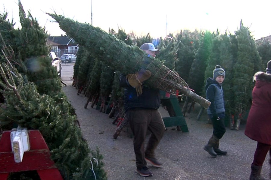 The committee was able to source 700 trees from Nova Scotia