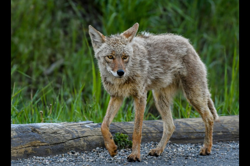 An eastern coyote (stock photo)