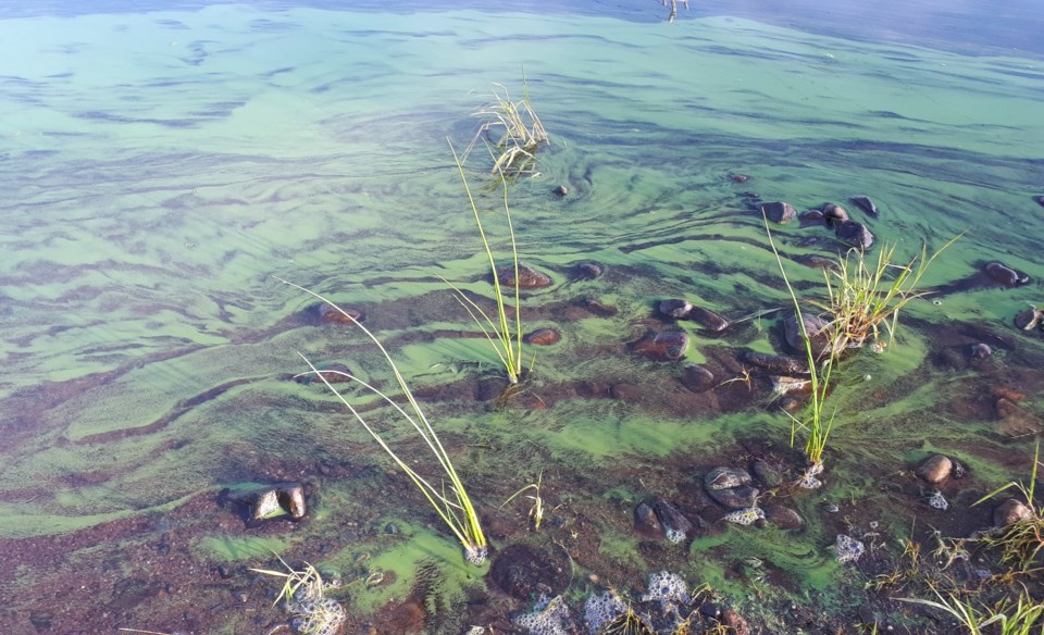 blue-green-algae-bloom