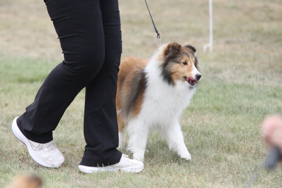 Fourth annual North Shore Dog Club show on Aug. 9, 2024