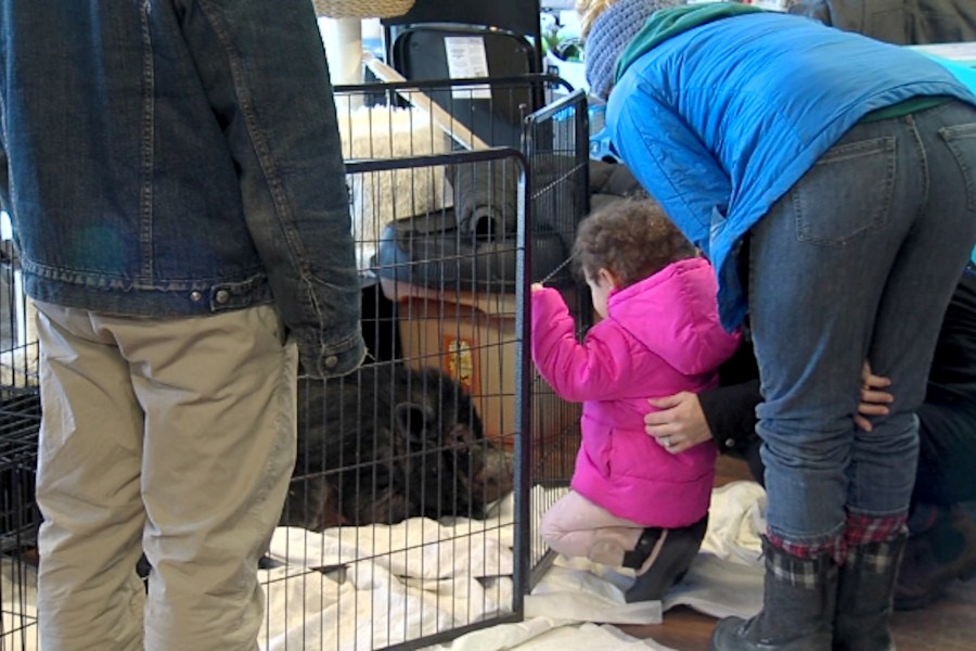 Residents were introduced to some of the animals in the city seeking their forever homes