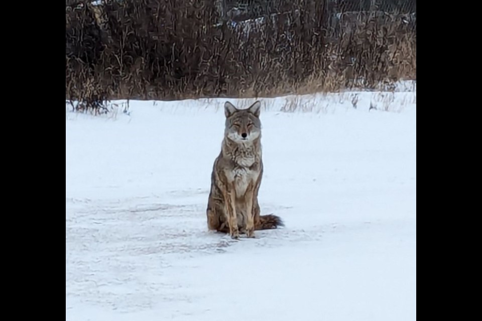 Coyotes are becoming more habituated to people in areas of Thunder Bay such as along the waterfront, where this photo was taken recently (submitted photo)