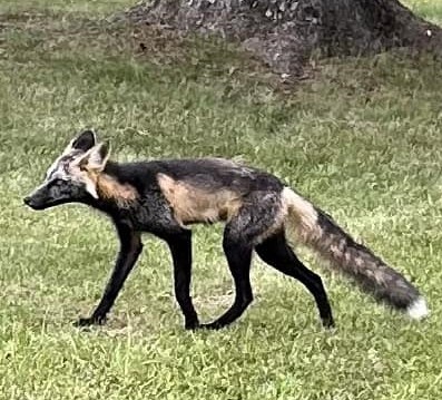 Shelley Eade-Psikla was able to get numerous photos of an unusually-coloured fox at Riverside Cemetery on July 22, 204 (submitted photo)