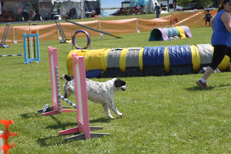 Dogs going through the trial at Chippewa Park on July 21, 2024