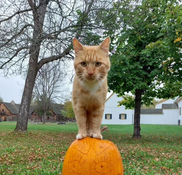 Have you seen Fort William Historical Park's missing cat? - TBNewsWatch.com