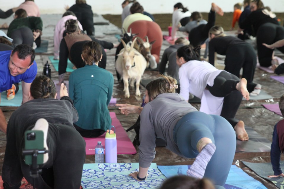 Goat yoga was held on June 23, 2024