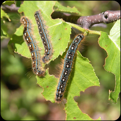 Forest tent caterpillars can defoliate trees, but most trees are likely to survive the attack (Ontario MNRF)