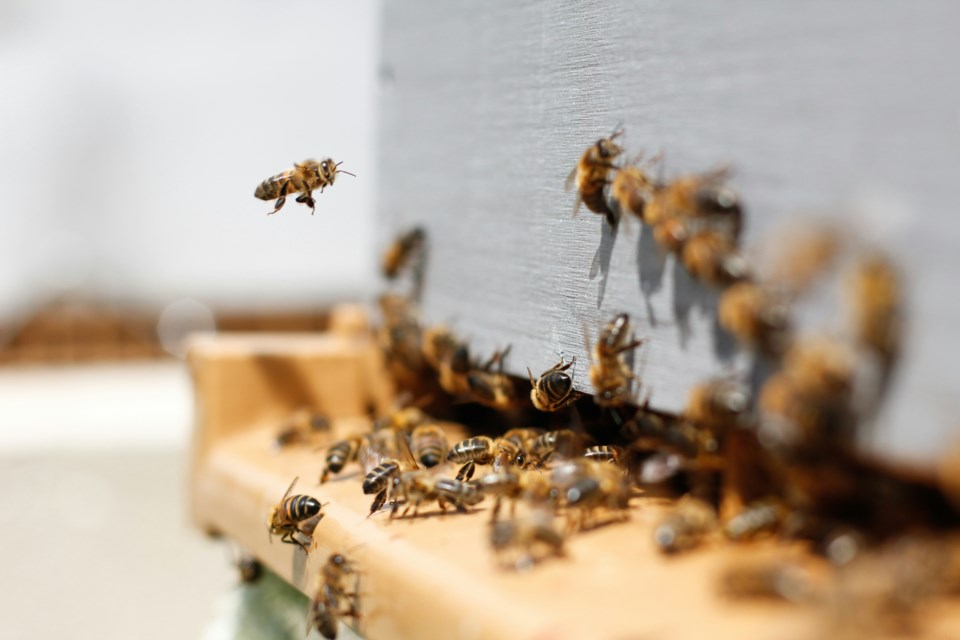 bee-keeping-bees-honey-bees-bee-hive