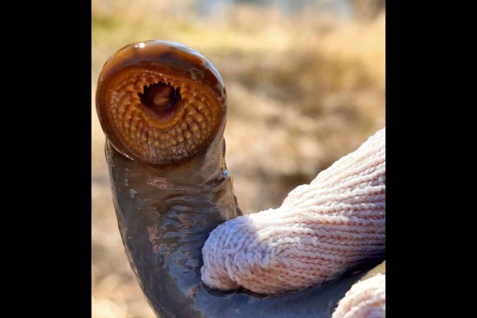 The Lakehead Region Conservation Authority recently caught a sea lamprey in a trap in the Neebing River (LRCA photo)
