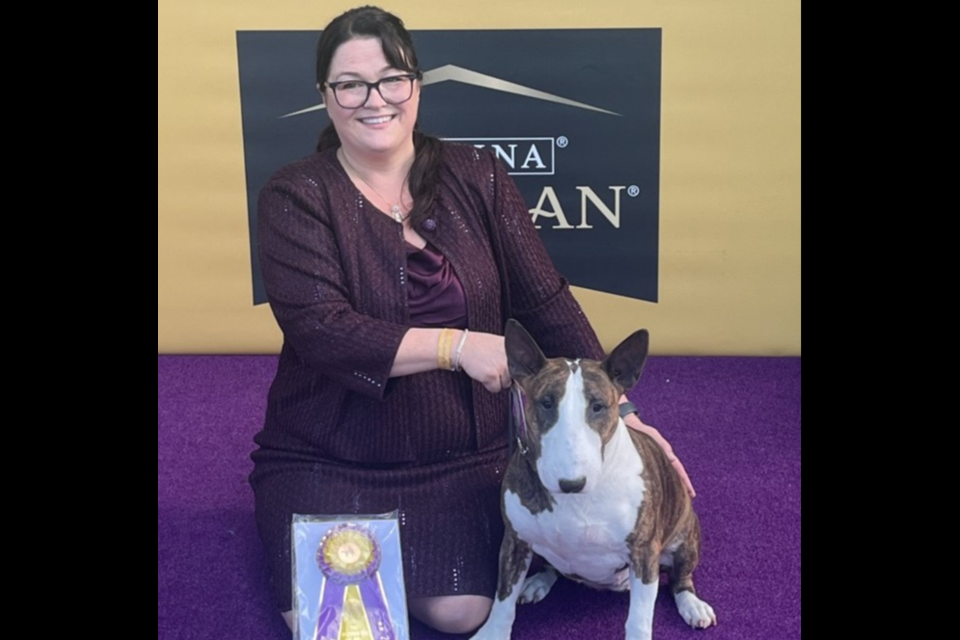 Sarah Byzewski's bull terrier, Frankie, won top honours for terriers in the prestigious Westminster Dog Show in New York (submitted photo)