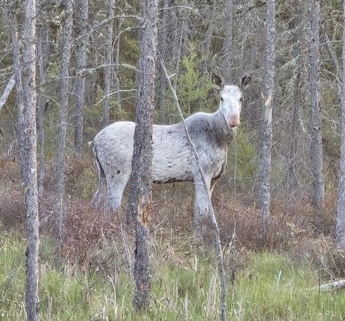 VIDEO: Rare white moose captured on camera in northwestern Ontario ...