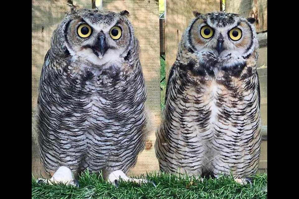 Two young owls found on the ground a few weeks apart west of Thunder Bay have been rehabilitated and released back into the wild (Jenn Salo-Thunderbird Raptor Rescue/Canadian Wings of Rescue)