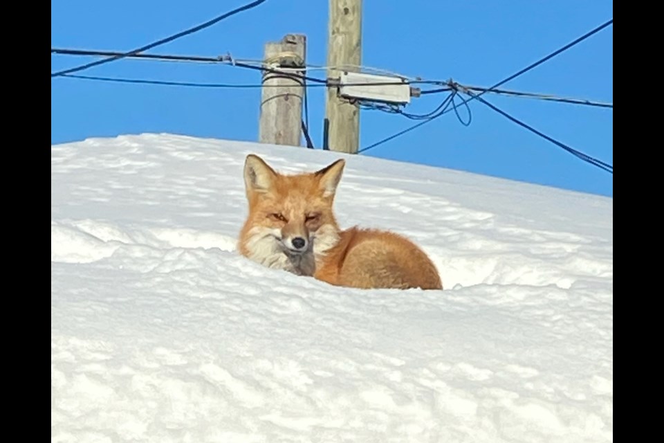 A family on Dawson Street was surprised Tuesday afternoon by a pair of foxes napping on their garage roof (Sirpa Hanlan photo)