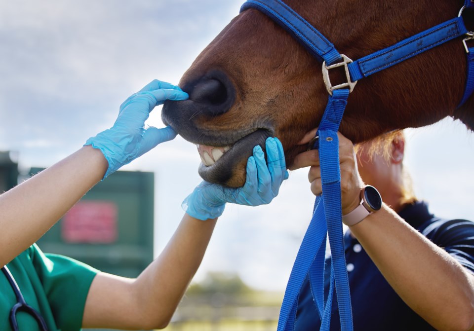 horse-with-vet