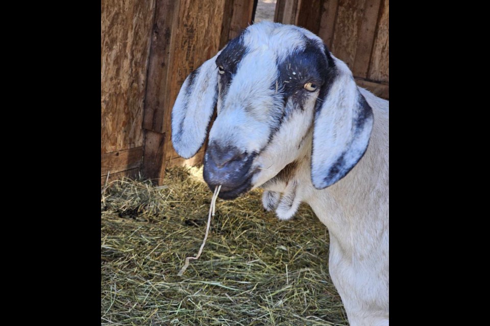 Margaret Foster-Hyde was desperate to avoid someone taking her late friend's goats with the intention of having them butchered (submitted photo)