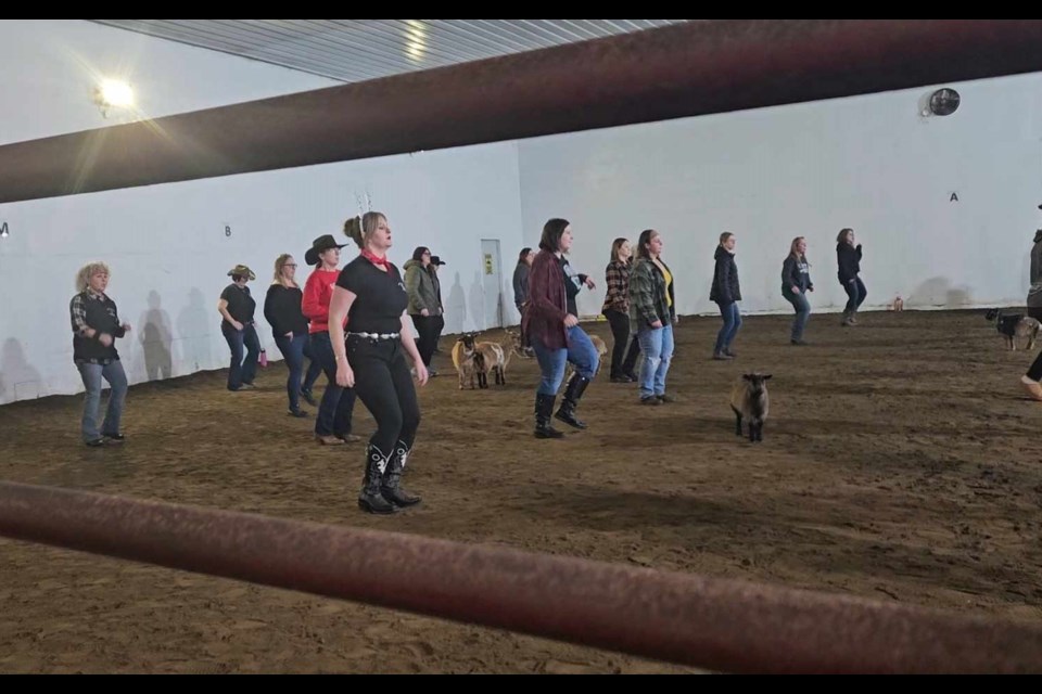 Line Dancing with Goats in December of 2024