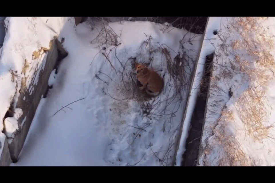 The dog spotted on the drone