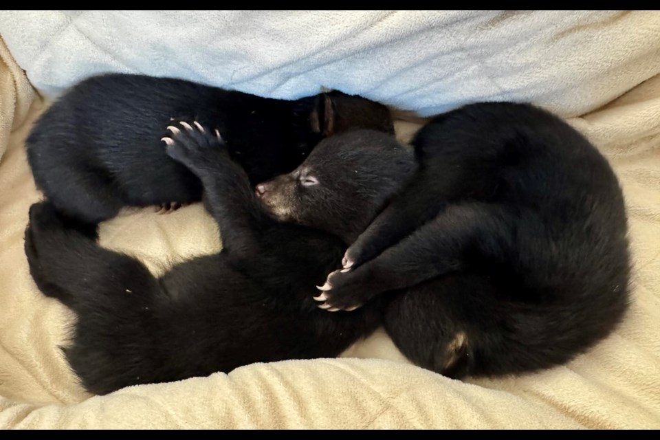 Three bear cubs weighing about 2.5 pounds were orphaned on March 10 during a timber harvesting operation in the Dryden area (Bear With Us Centre for Bears)