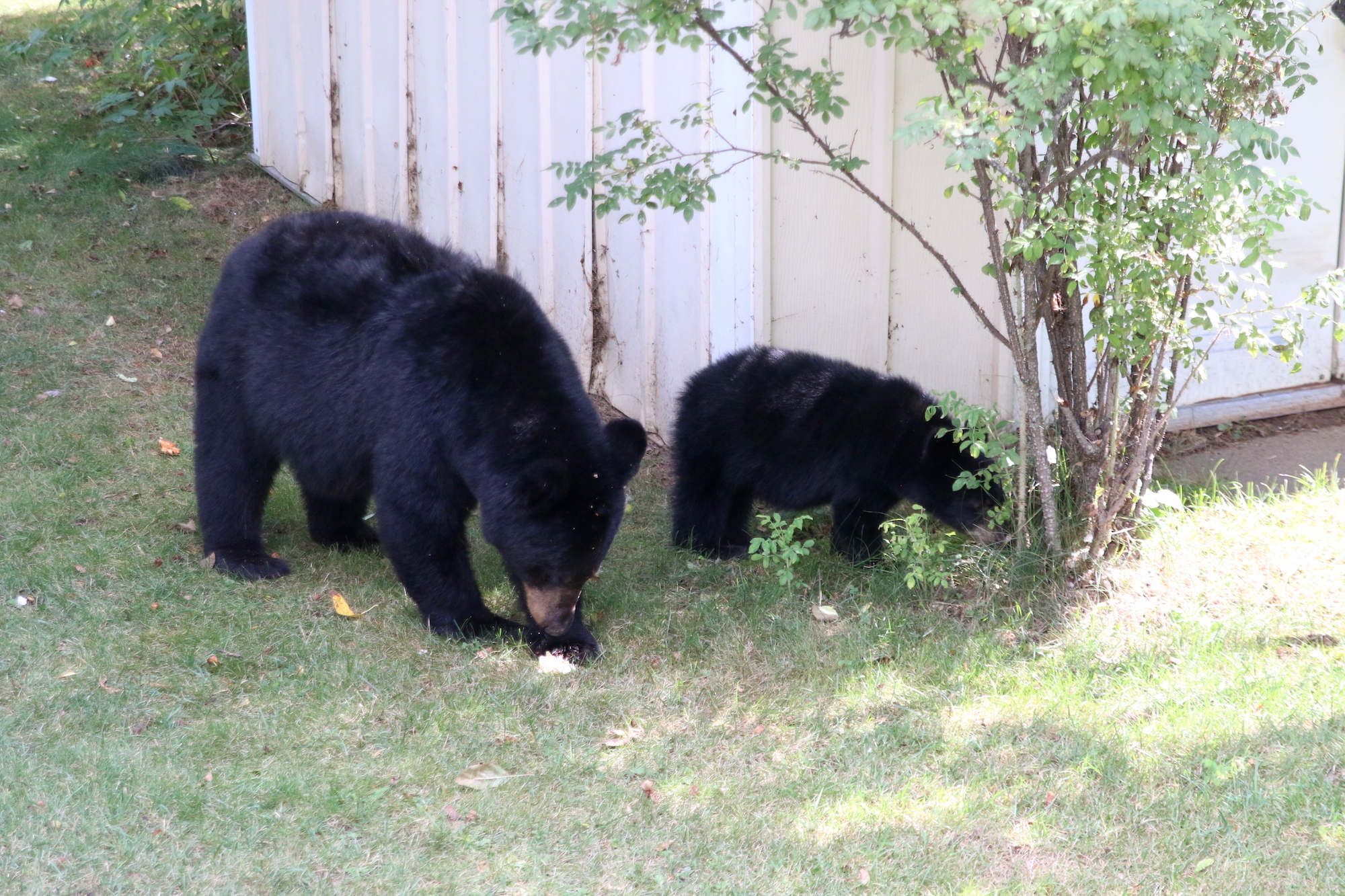 Help! There's a bear in my yard - BearWise