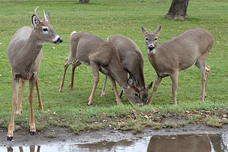 Making a deer-cision - TBNewsWatch.com