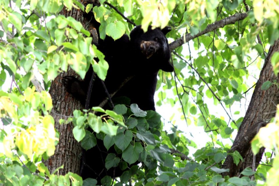 Bear wanders into Maplewood Street neighbourhood (UPDATE) - TBNewsWatch.com