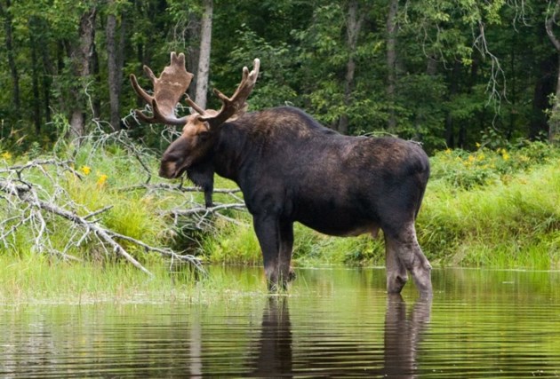 Province ups moose population targets in some area wildlife management ...