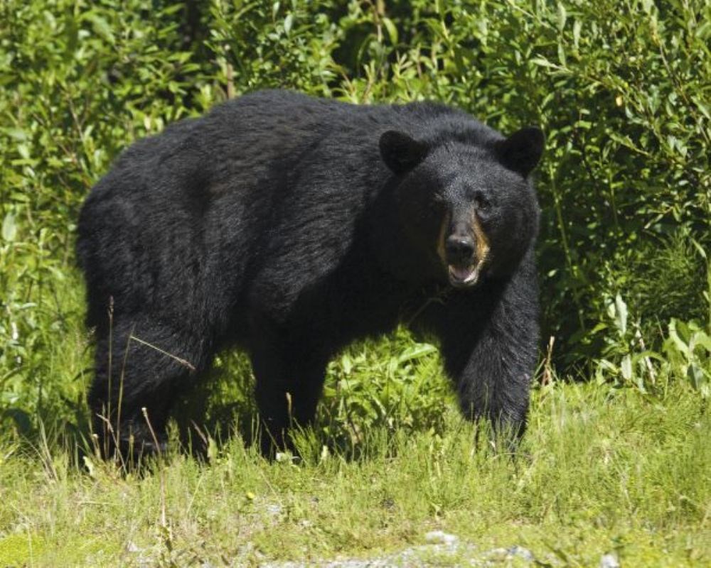 Much bears. Барибал ареал. Ареал медведя барибала. Барибал ареал обитания. Гималайский Гризли.