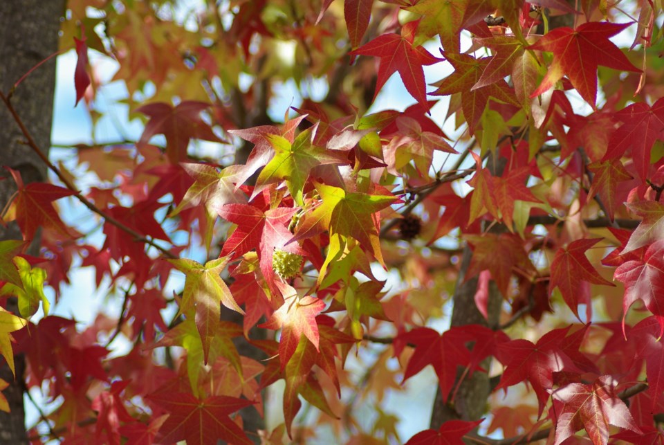 leaves-fall-autumn