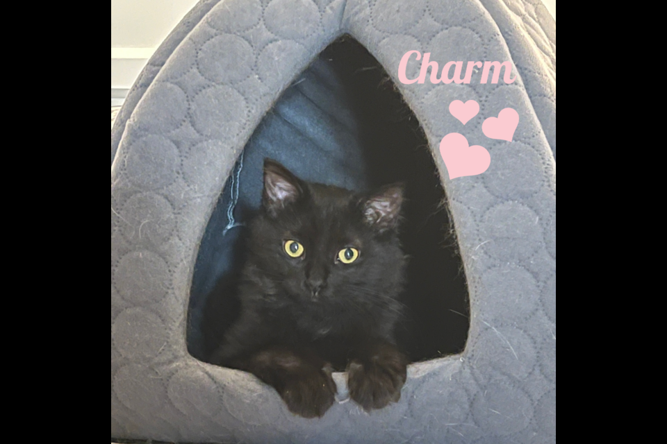 Pet valu cat clearance beds