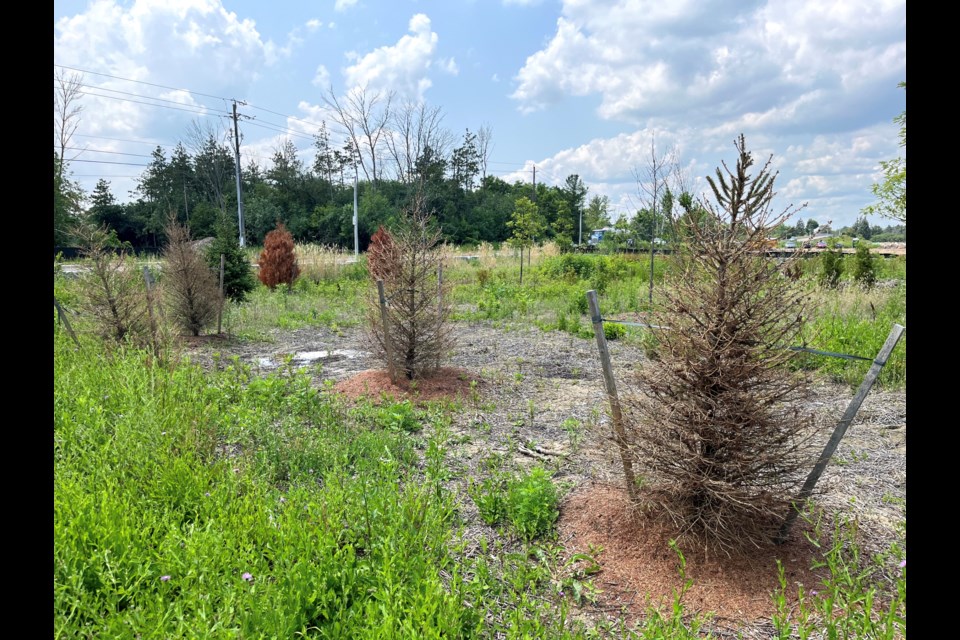 The frog pond on the corner of Richmond Street and Decew Road is not doing well. 