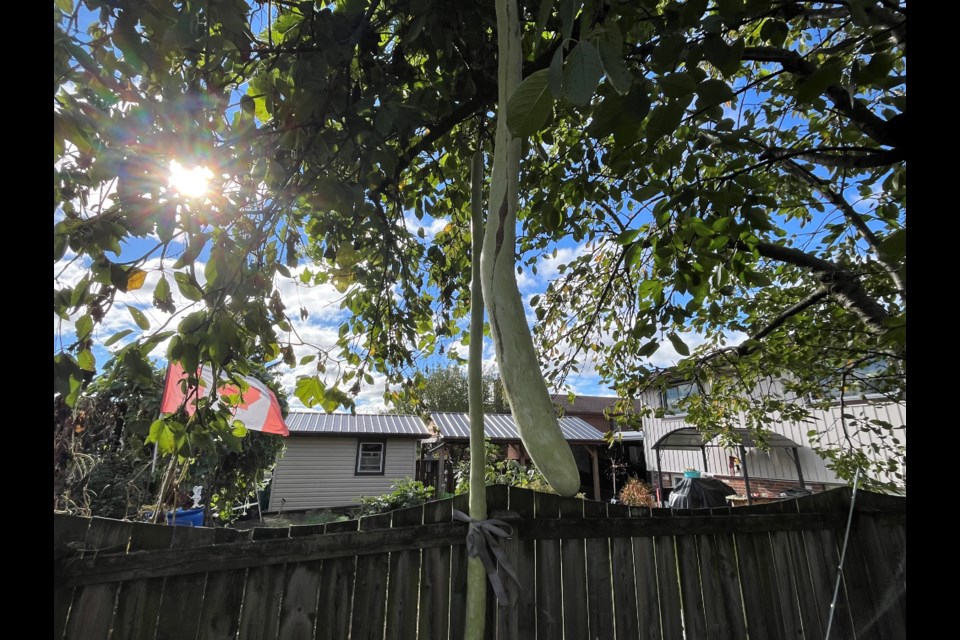 The zucchini is tied with a ribbon to the fence so the wind can't break it off the tree.