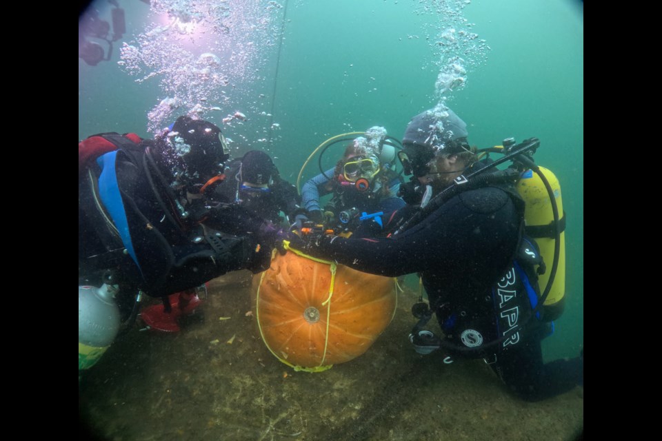 A harness was constructed with weights to swim the pumpkin to the location and descend with it.