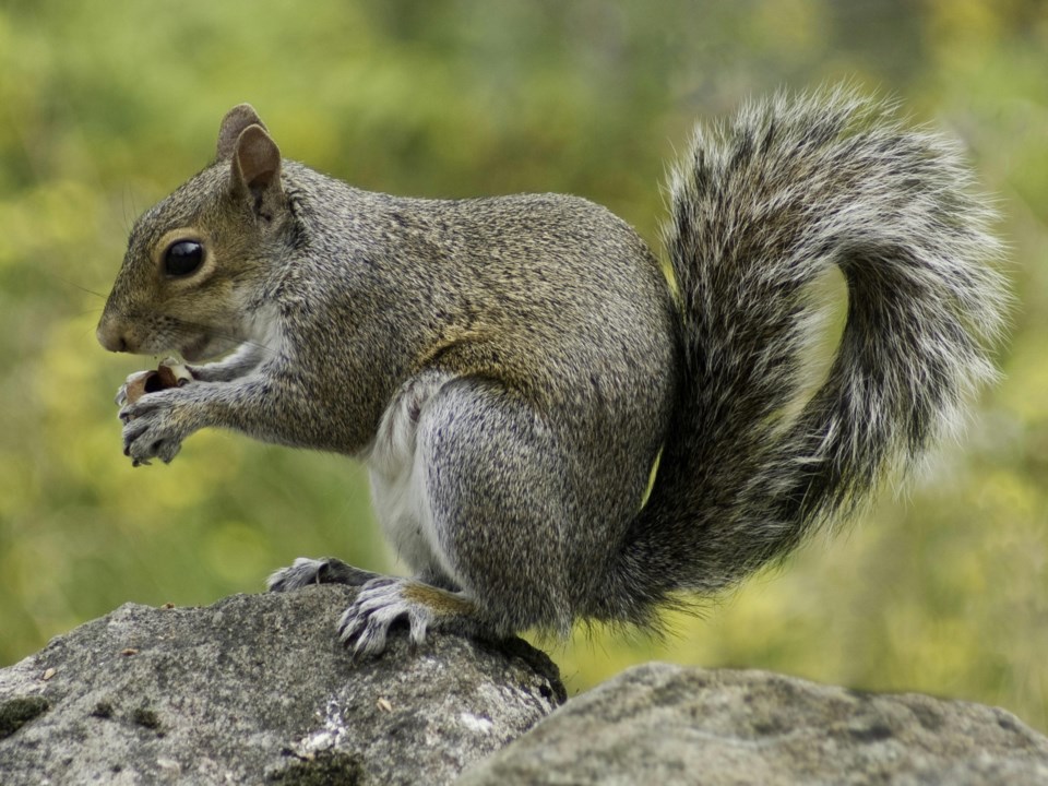 squirrel-nut-stock