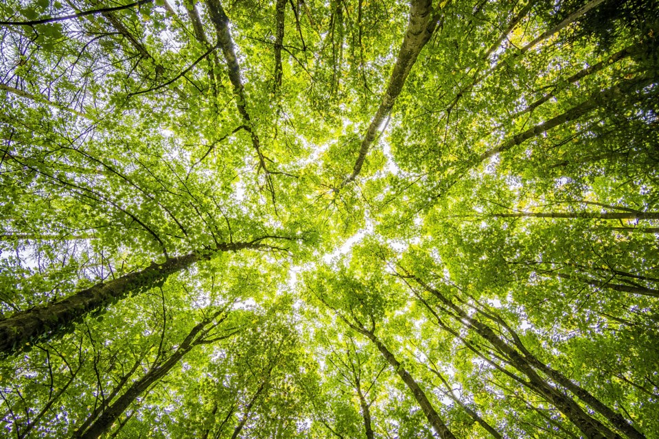 tree-canopy-stock