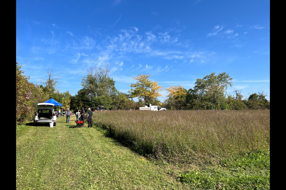 On Wednesday morning, students from Niagara College descended upon Lakeview Cemetery to plant hundreds of trees.