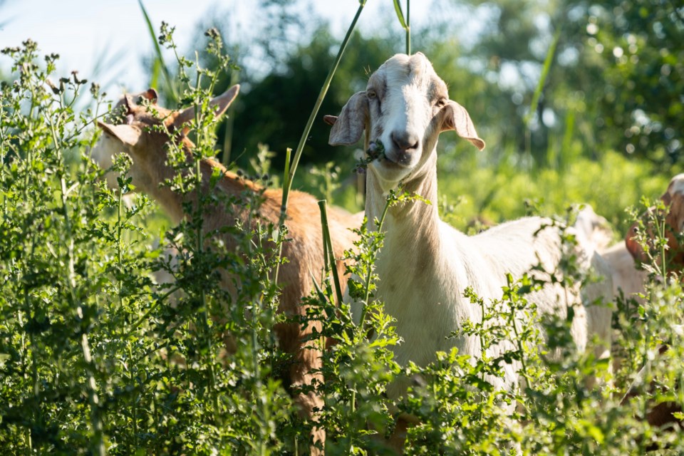 The Green Grazers initiative explores the use of goats as a chemical-free, sustainable and low-impact solution for invasive species management