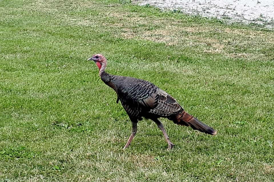 A wild turkey was spotted at Martin Street Park this afternoon. Bob Liddycoat / Thorold News