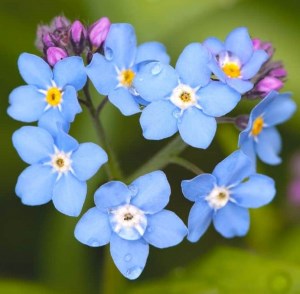 20240921-forget-me-knot-flowers-3